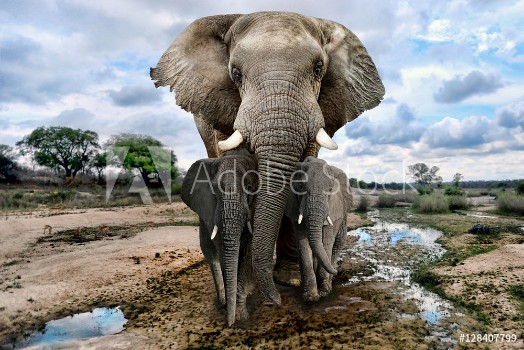 Image de Wild Images of of African Elephants in Africa